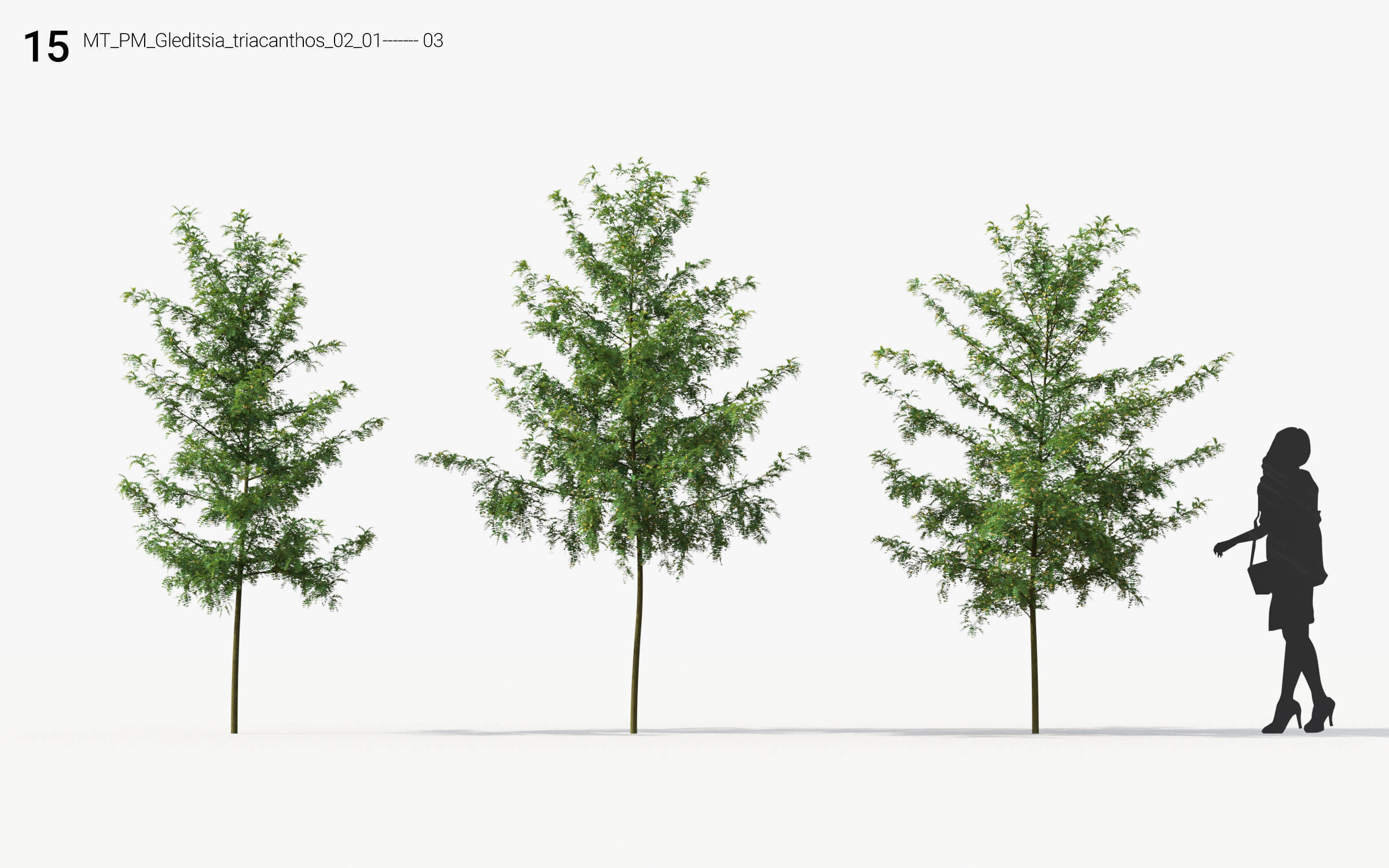 Small Tree Collection - Include GrowFX and Mesh file 3D model_75