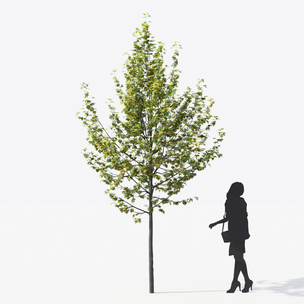 Small Tree Collection - Include GrowFX and Mesh file 3D model_17