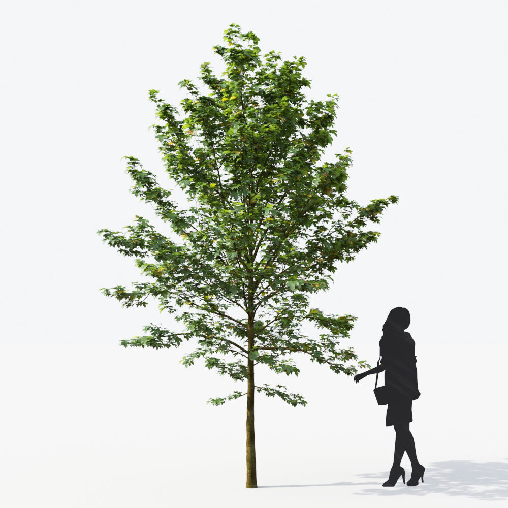 Small Tree Collection - Include GrowFX and Mesh file 3D model_22