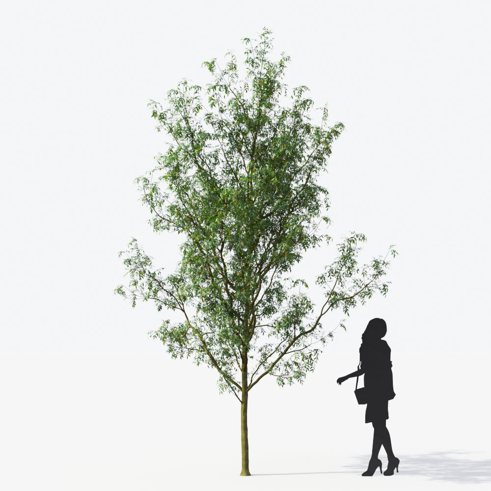 Small Tree Collection - Include GrowFX and Mesh file 3D model_58