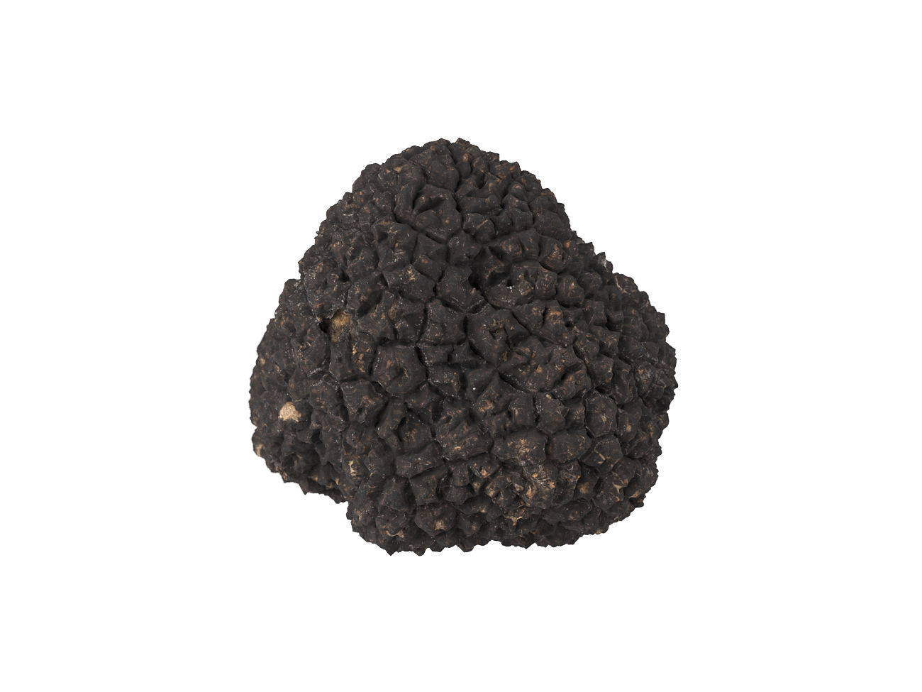 Photorealistic Truffle 3D Scan 3D model_1