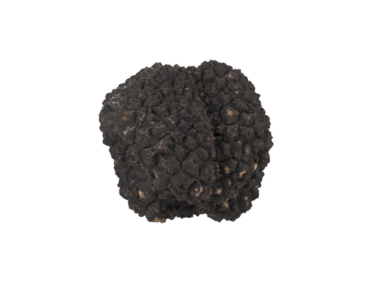 Photorealistic Truffle 3D Scan 3D model_3