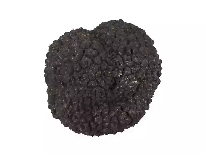 Photorealistic Truffle 3D Scan
