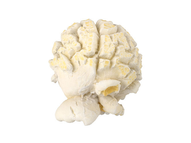 Photorealistic Popcorn 3D Scan 3D model