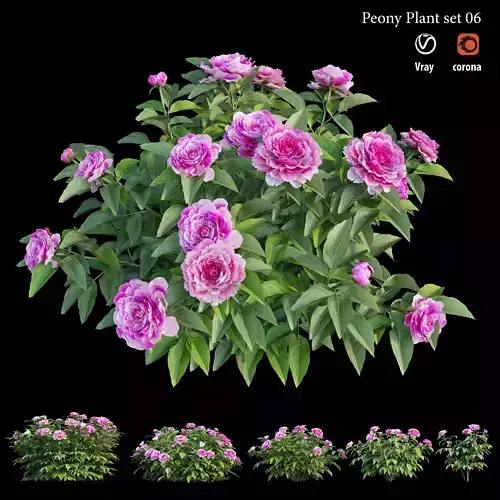 Peony plant set 06 3D model