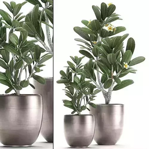 Ornamental Plants in a  pot for the interior 687