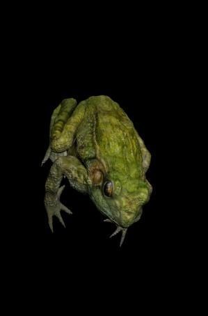 Green Frog 3D model_1
