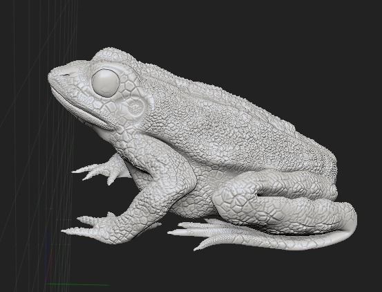 Green Frog 3D model_4