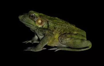 Green Frog 3D model_0