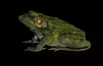 Green Frog