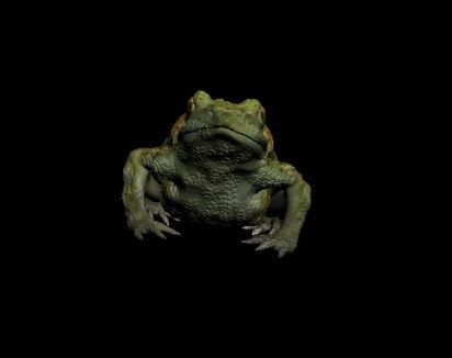Green Frog 3D model_2