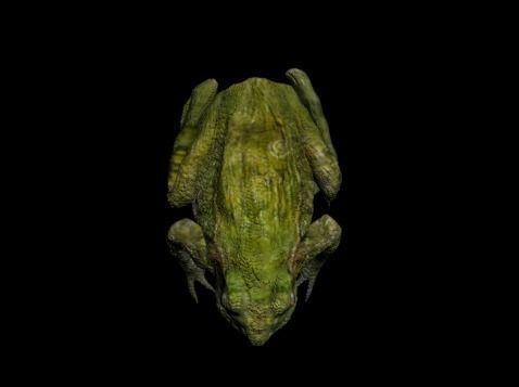 Green Frog 3D model_3