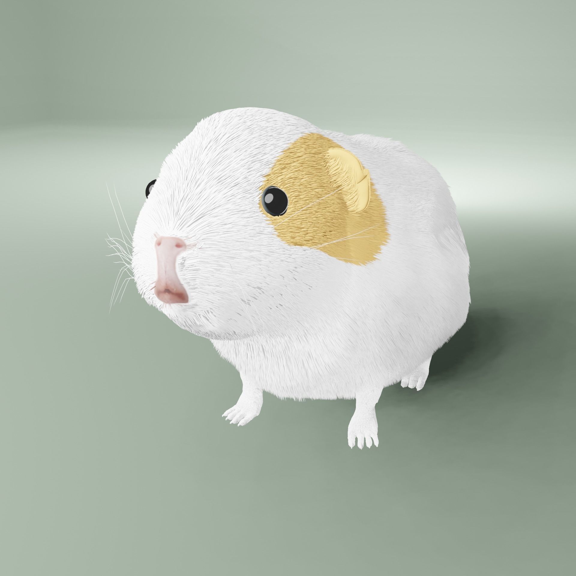 Guinea pig Free 3D model_9