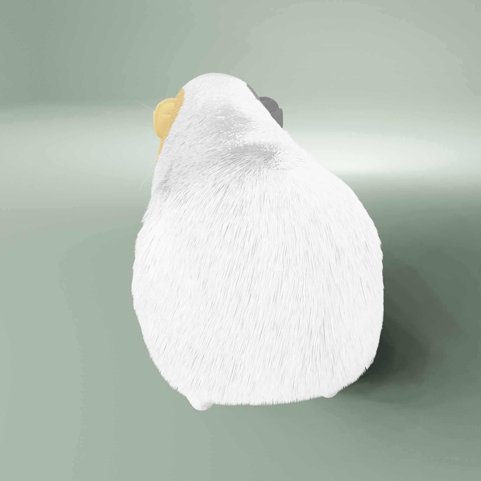 Guinea pig Free 3D model_12