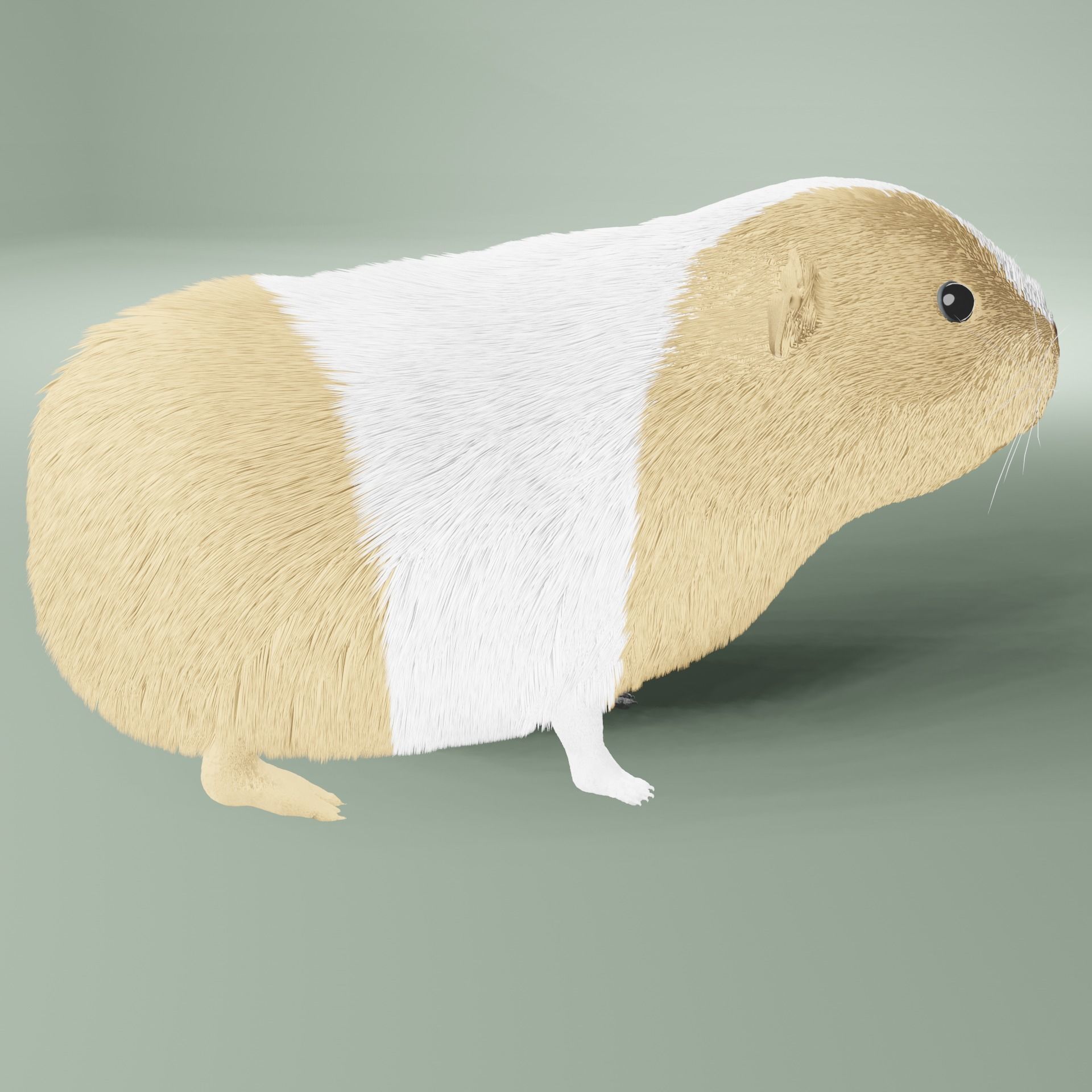 Guinea pig Free 3D model_7