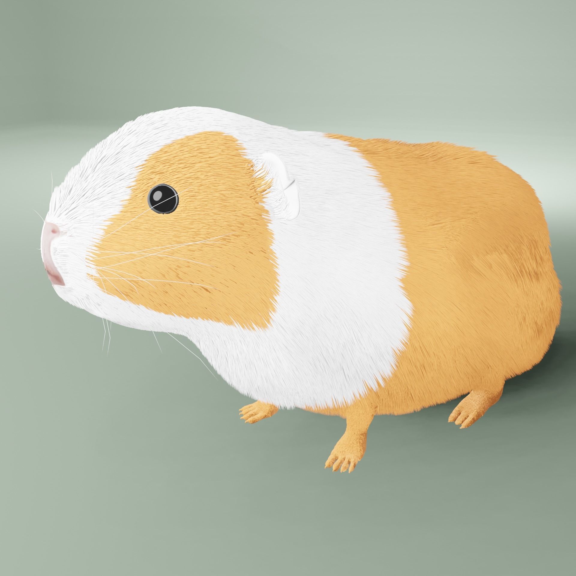 Guinea pig Free 3D model_14