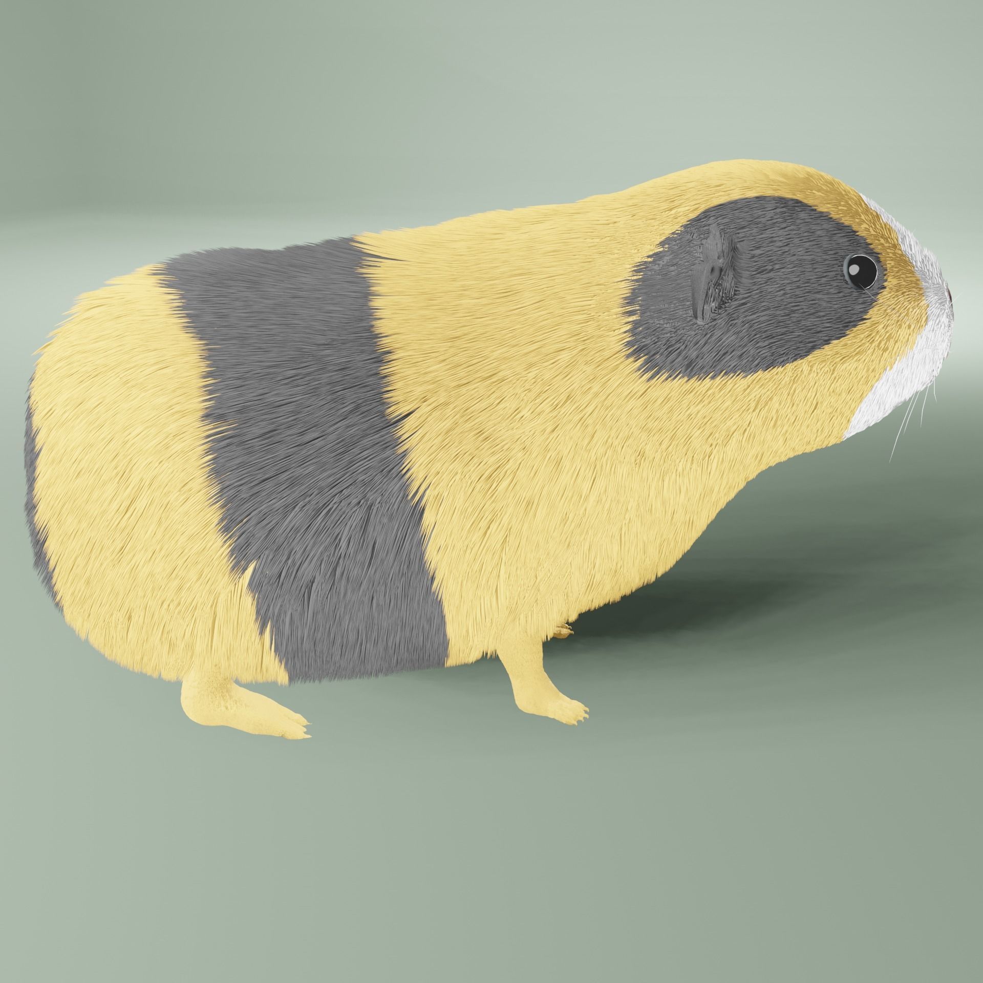 Guinea pig Free 3D model_19