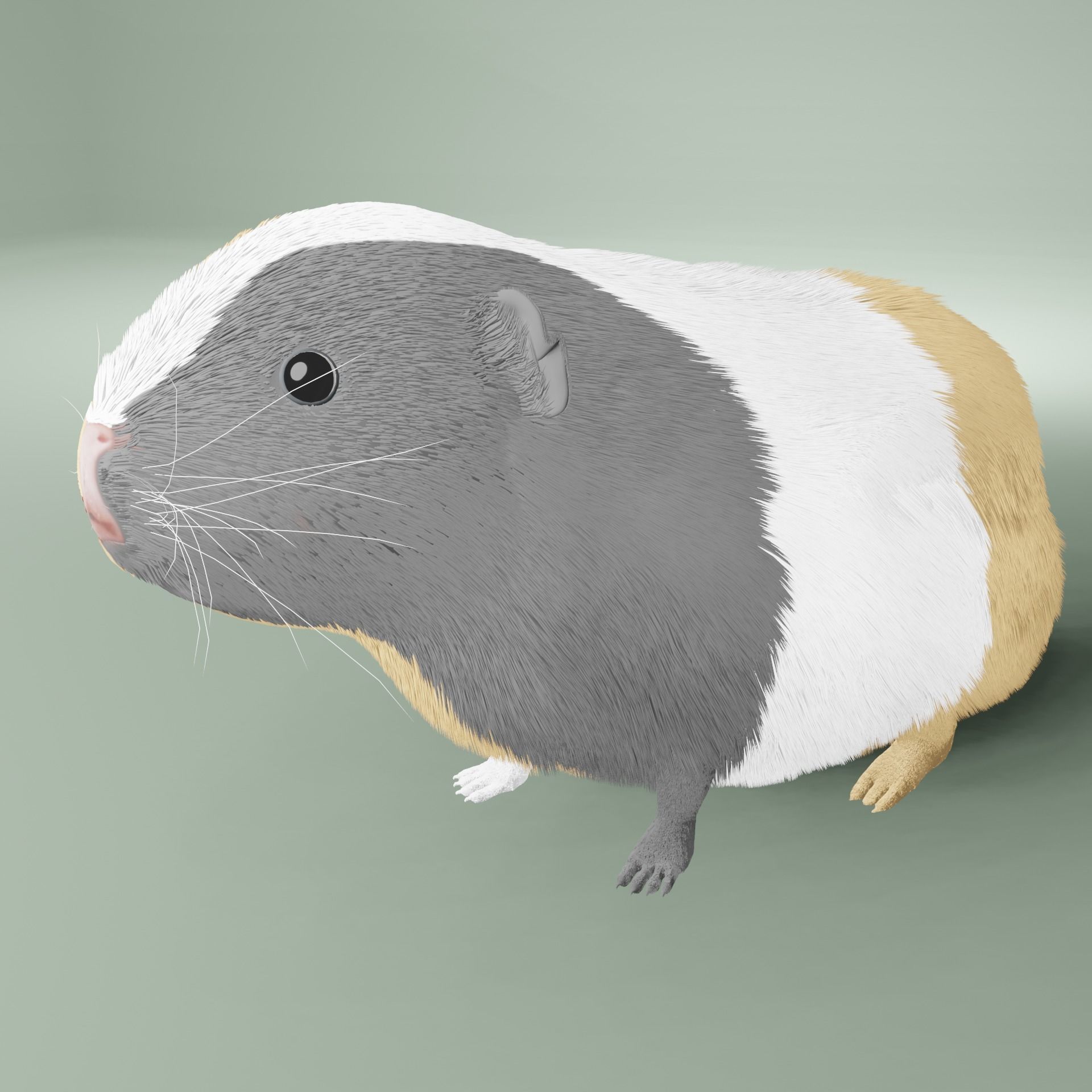 Guinea pig Free 3D model_6