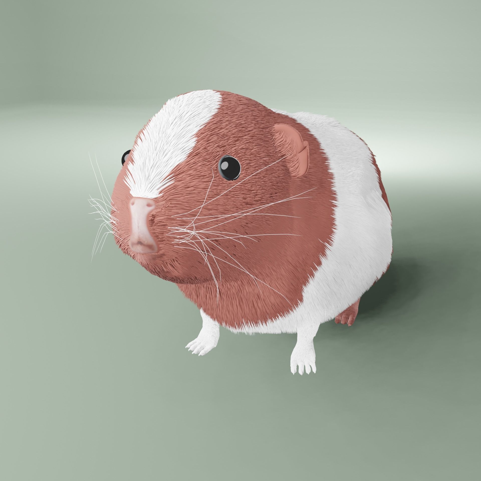 Guinea pig Free 3D model_1