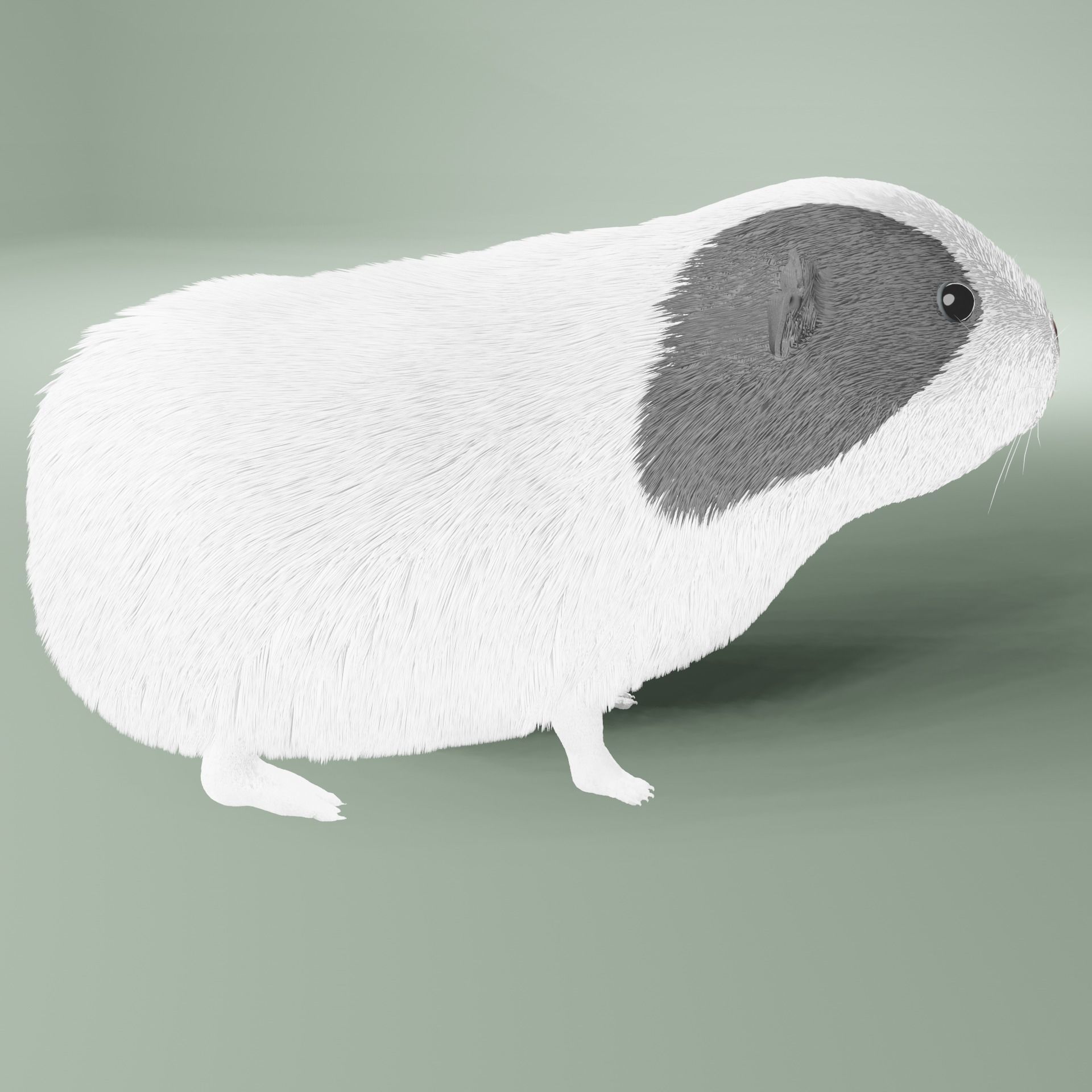 Guinea pig Free 3D model_11