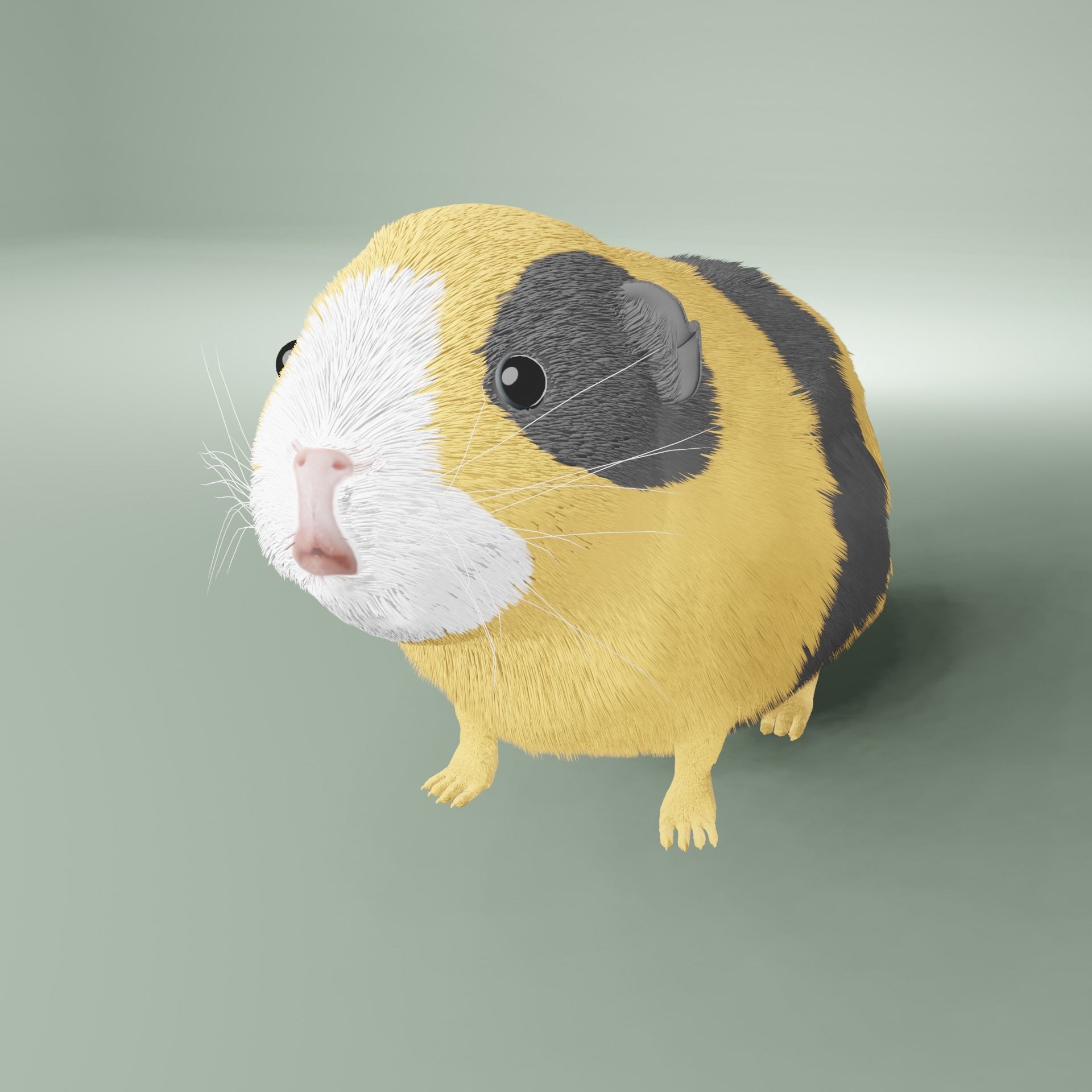 Guinea pig Free 3D model_17