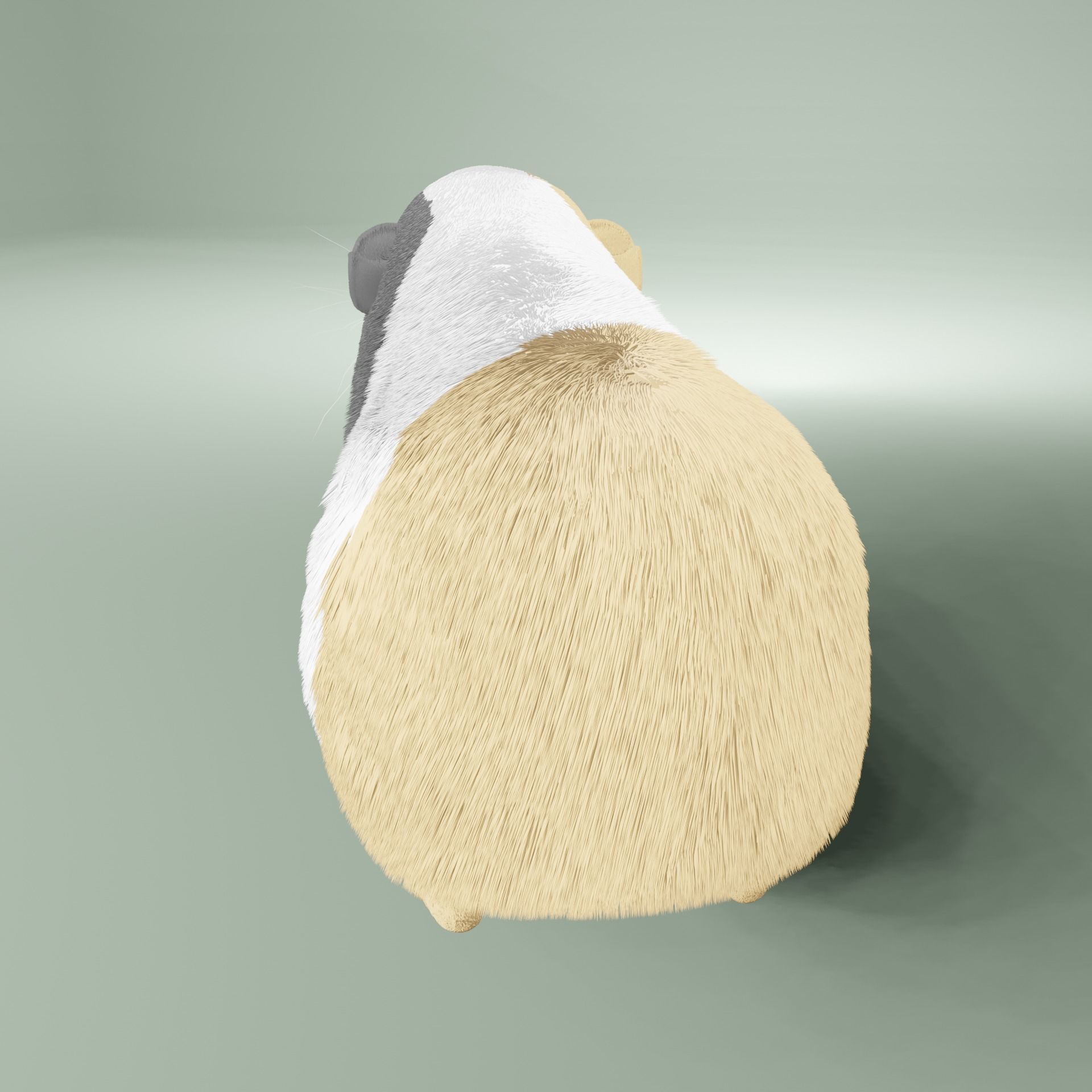 Guinea pig Free 3D model_8