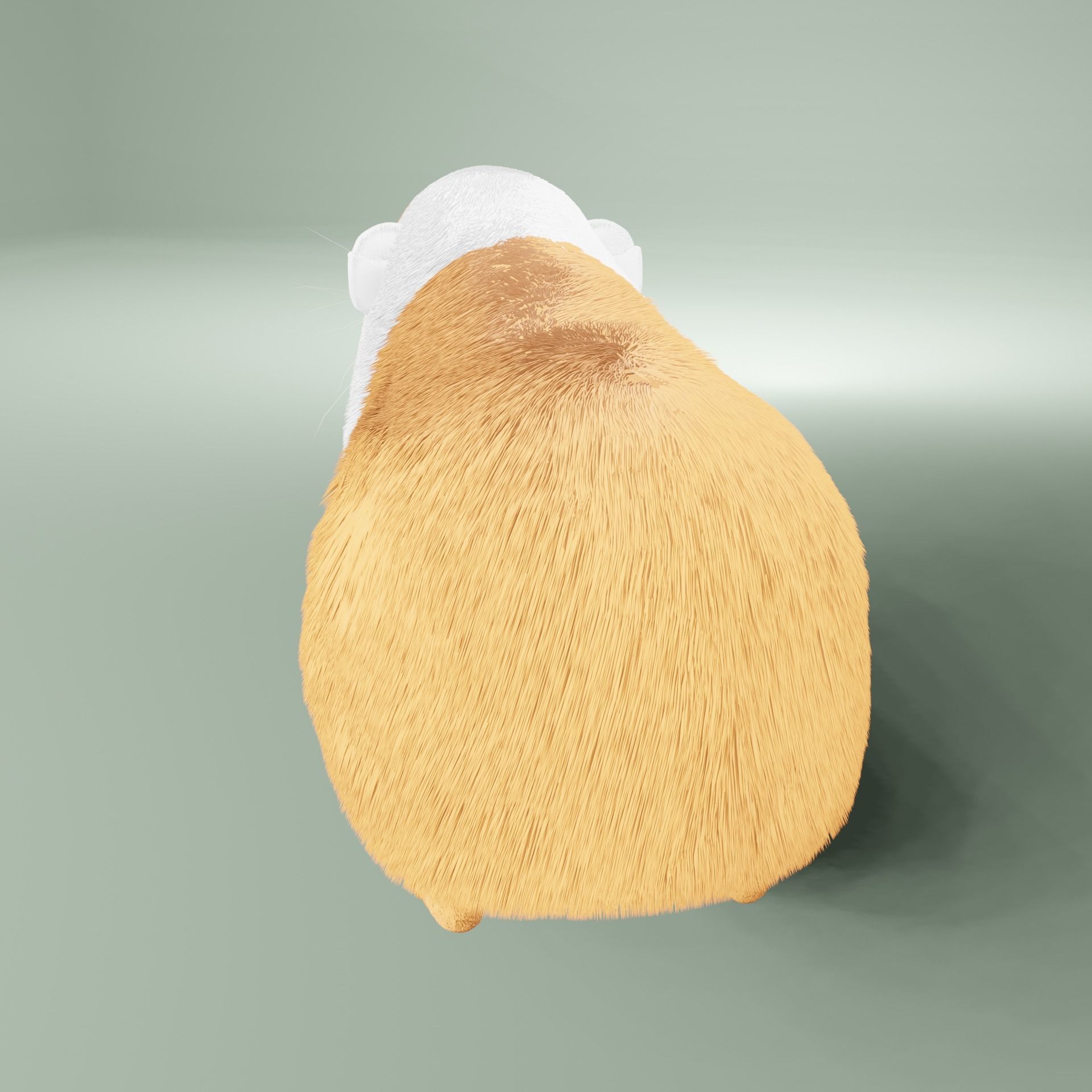Guinea pig Free 3D model_16