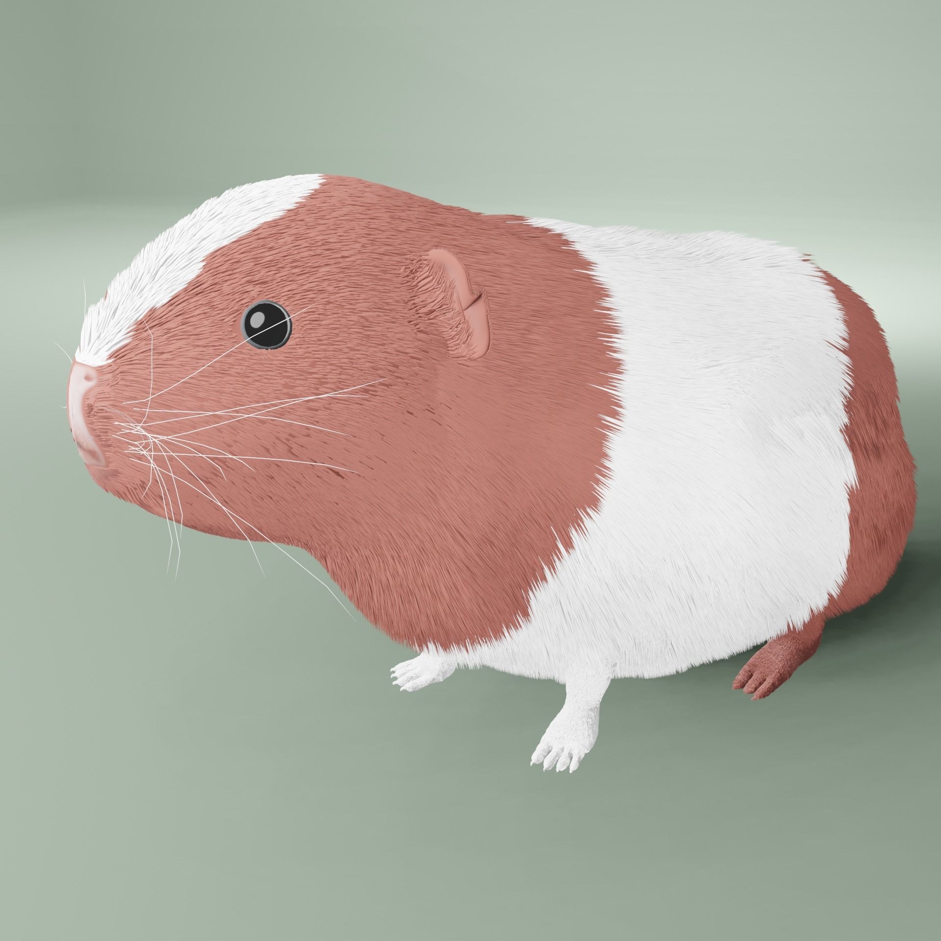 Guinea pig Free 3D model_2