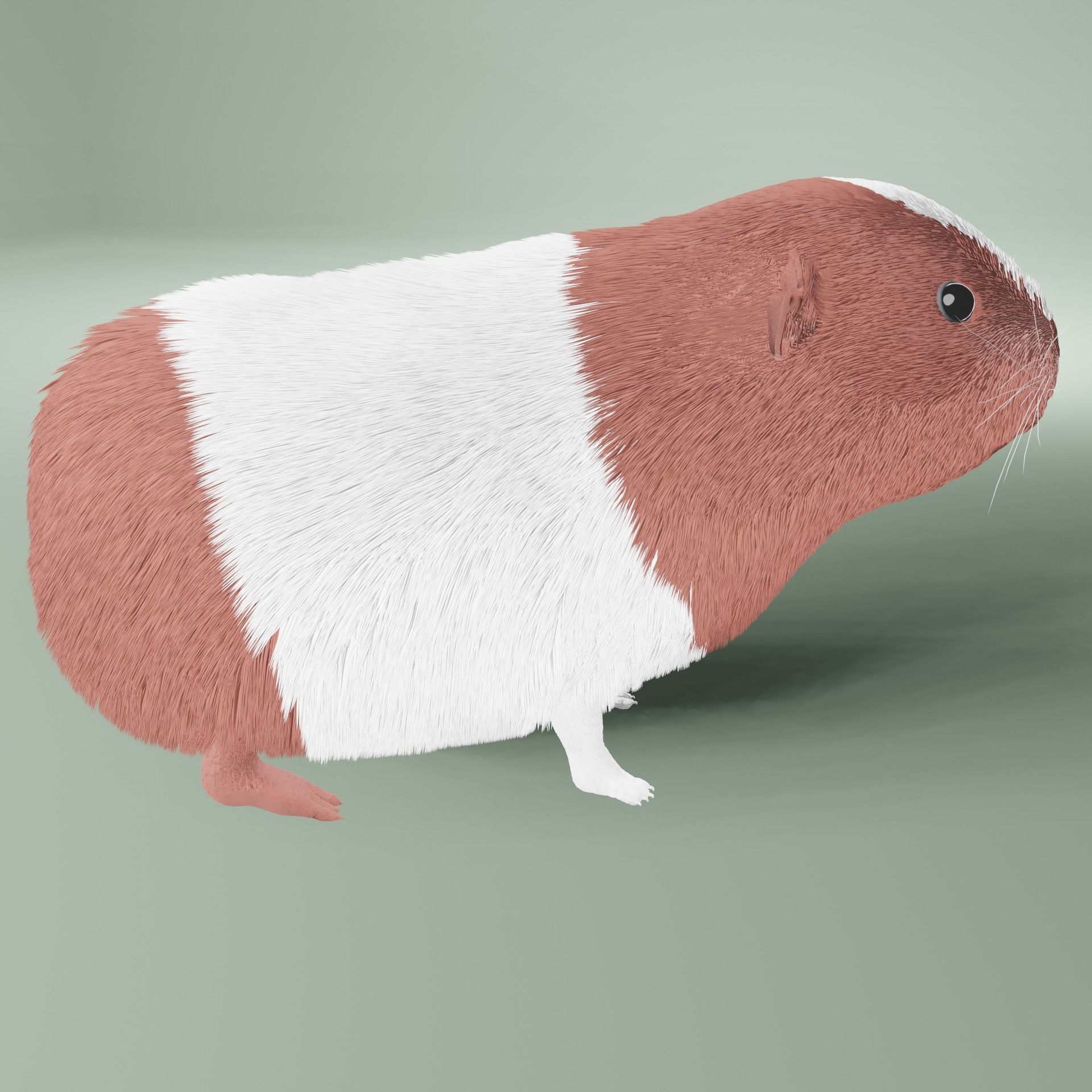 Guinea pig Free 3D model_3