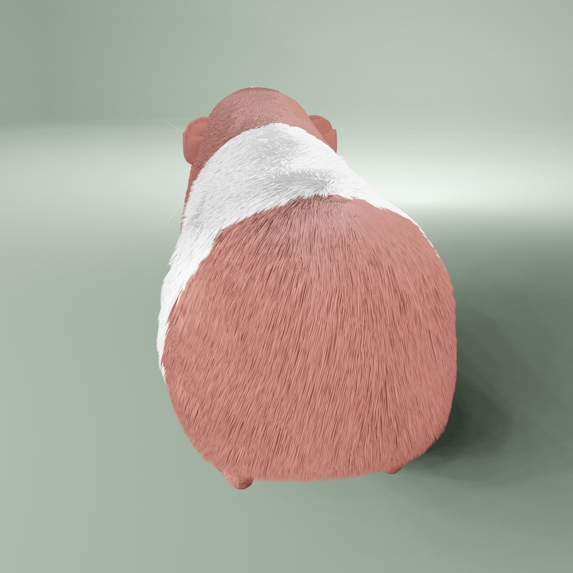Guinea pig Free 3D model_4