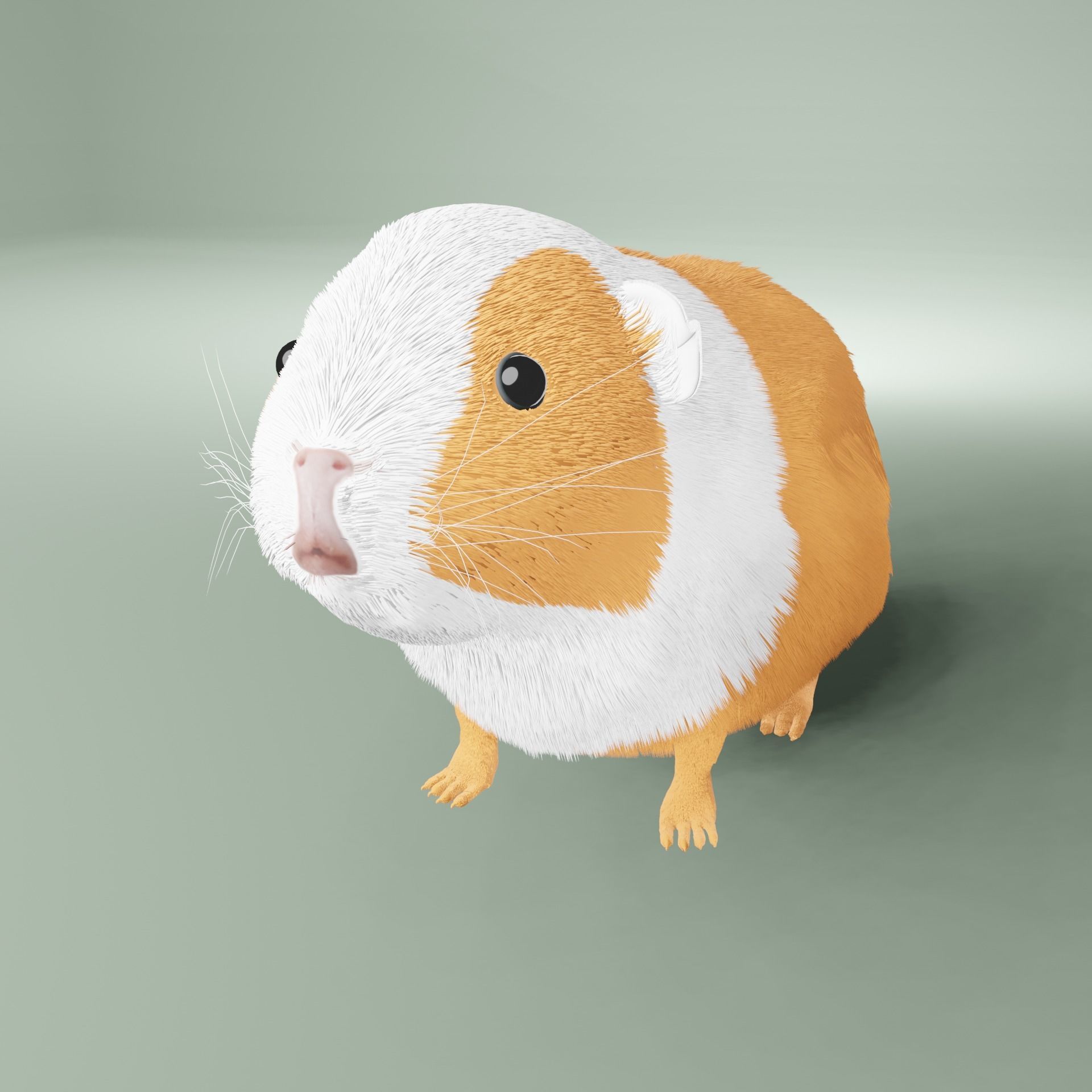 Guinea pig Free 3D model_13