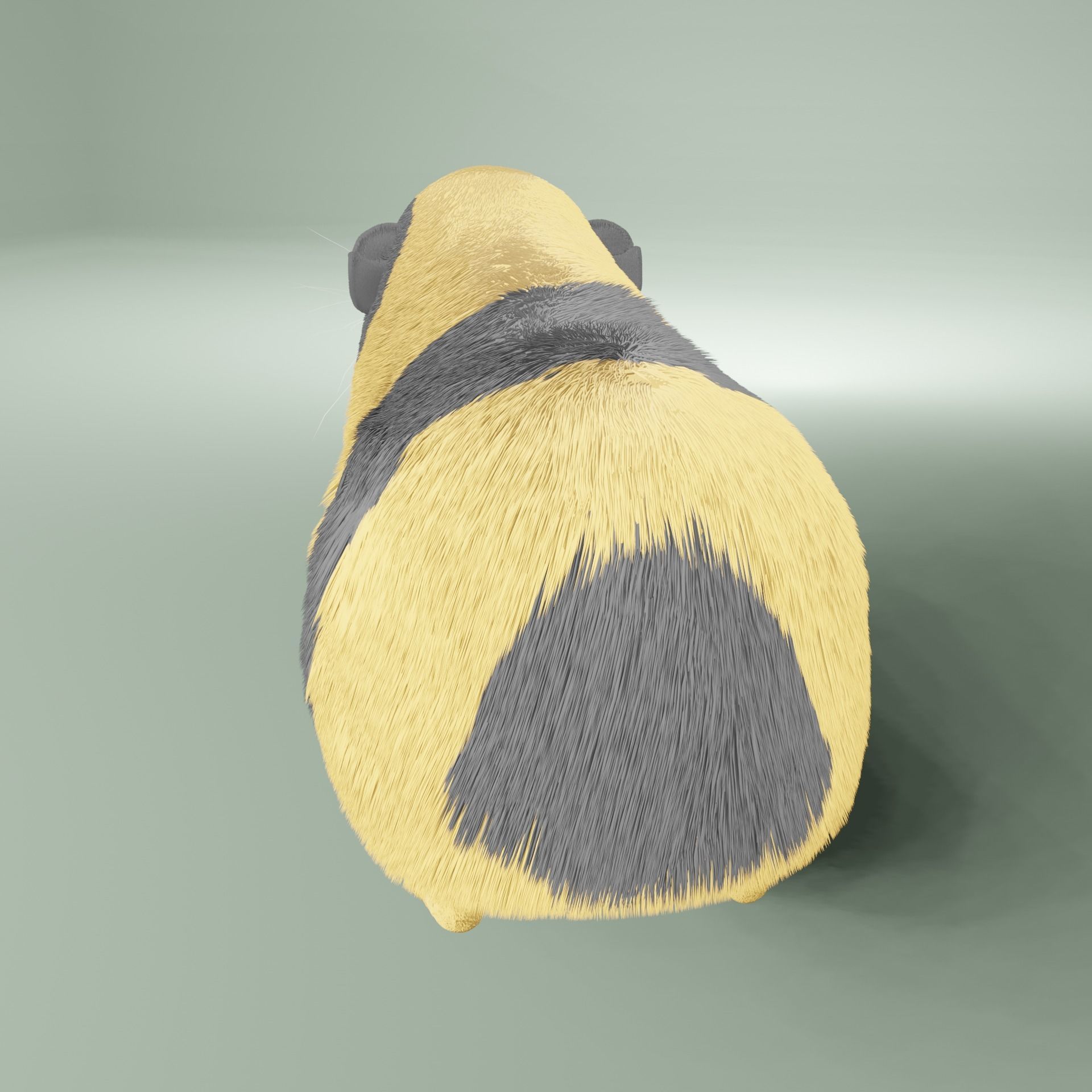 Guinea pig Free 3D model_20
