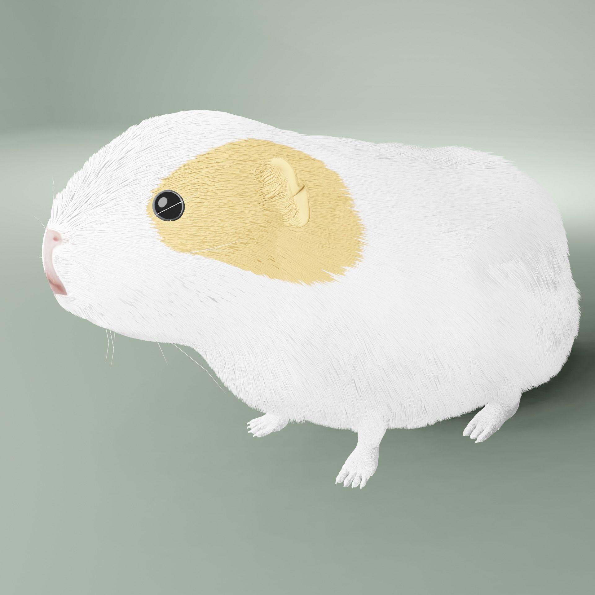 Guinea pig Free 3D model_10