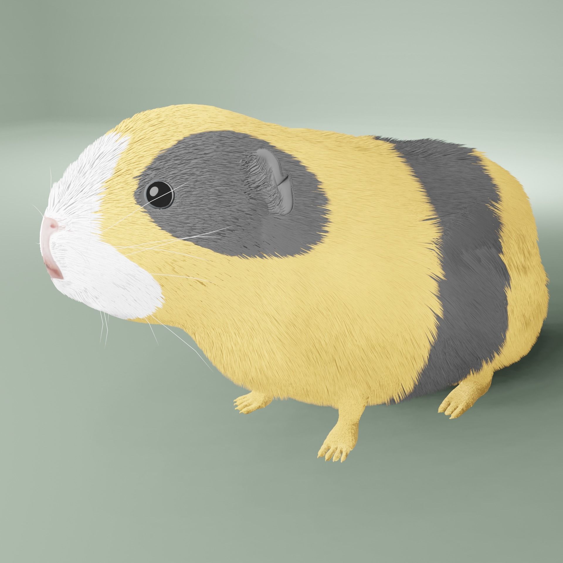Guinea pig Free 3D model_18