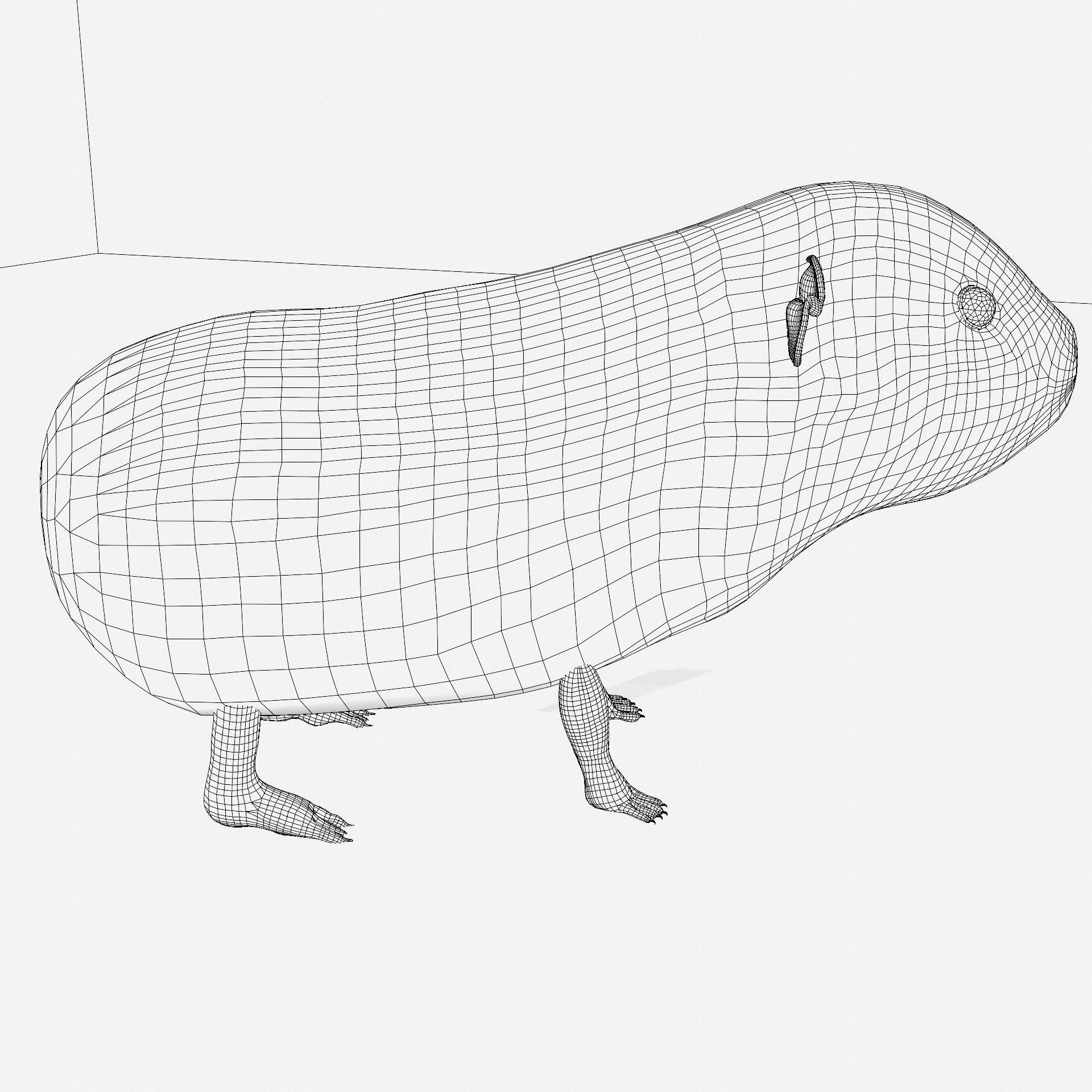 Guinea pig Free 3D model_22