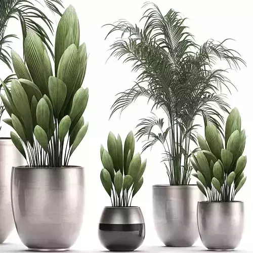 Decorative Plants in a pot for the interior 689
