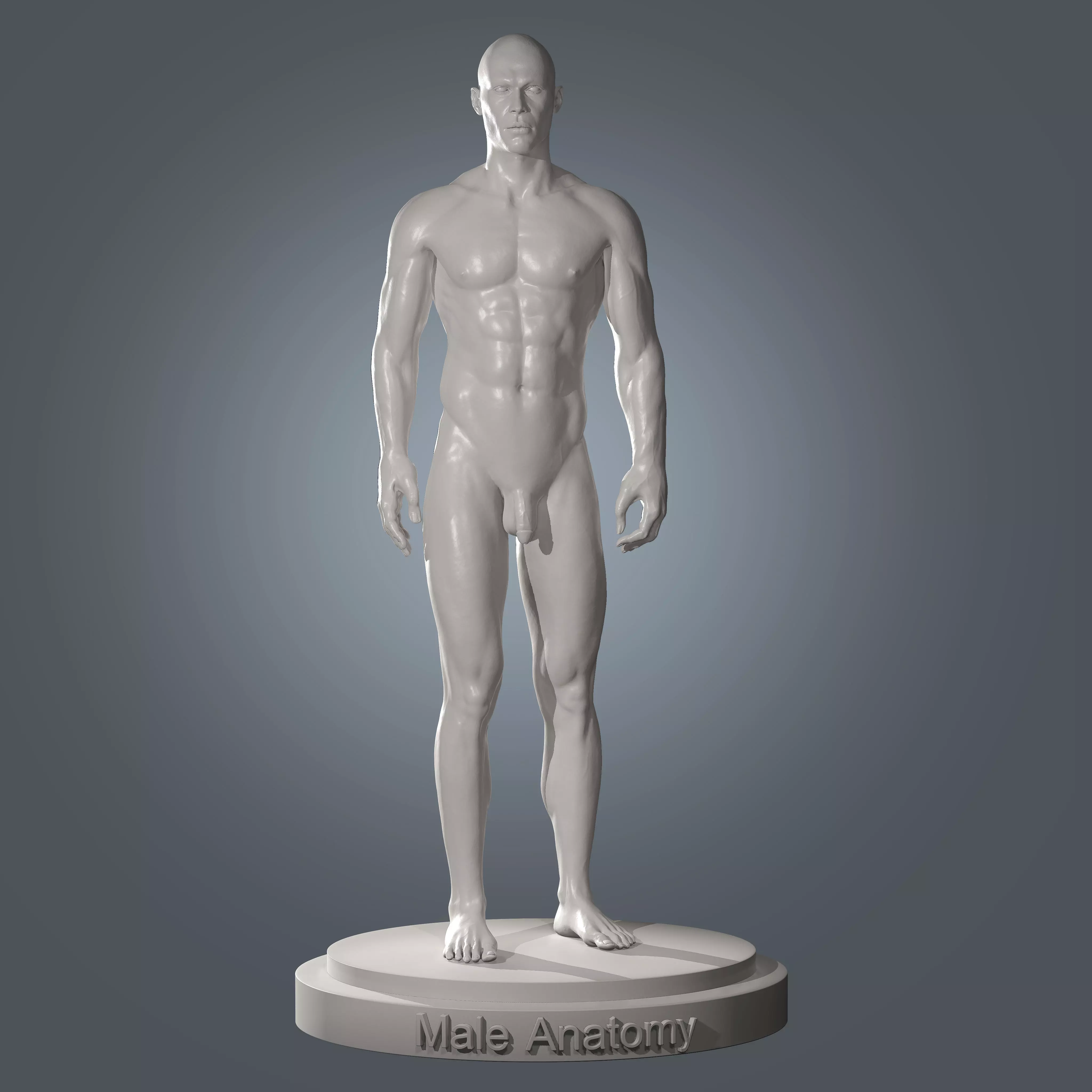 Human Body Anatomy Base Mesh Low-poly 3D model_0