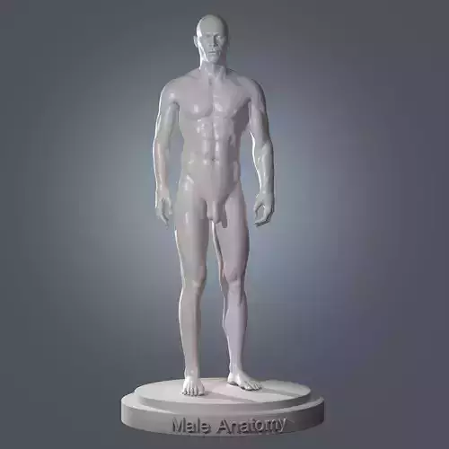 Human Body Anatomy Base Mesh Low-poly 3D model