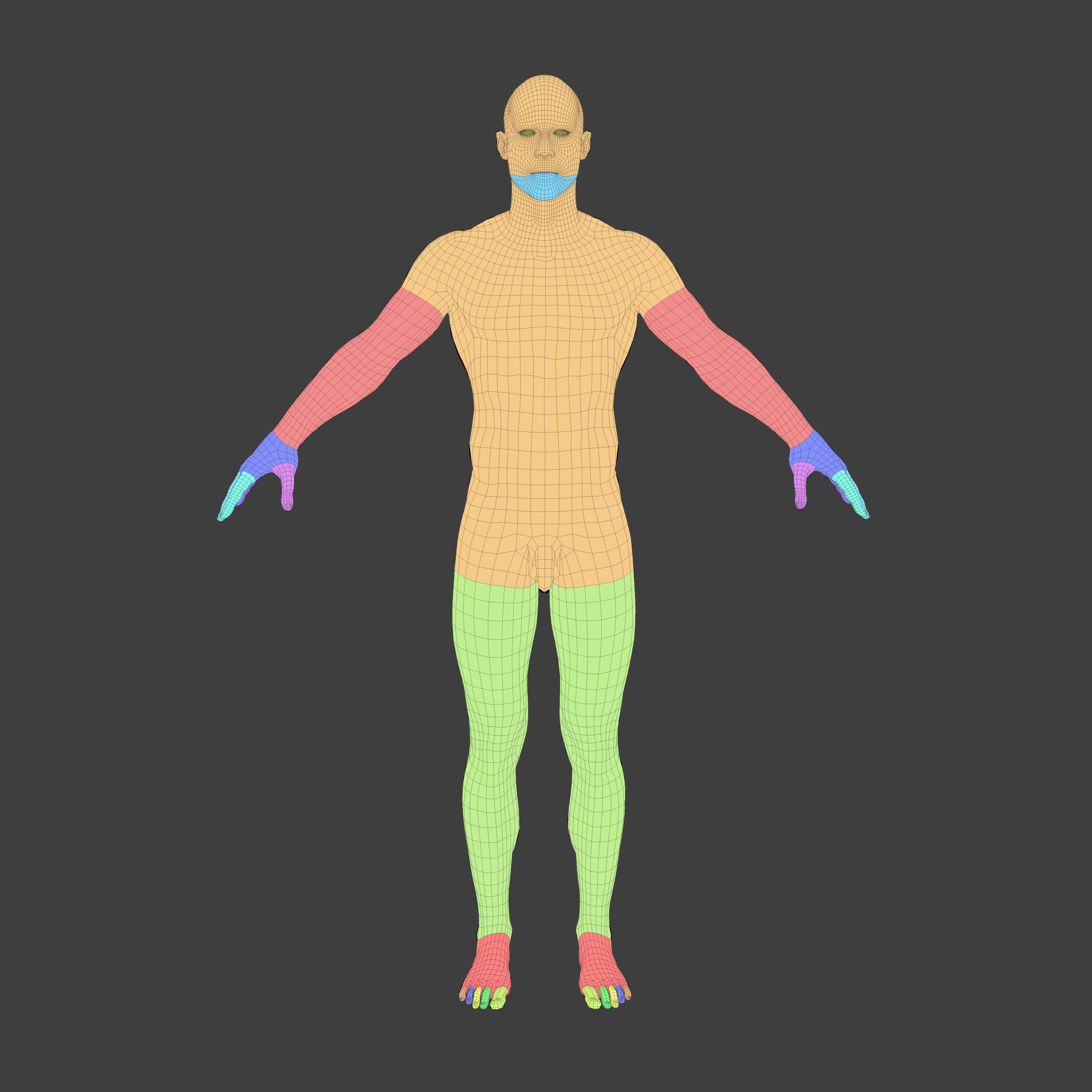 Human Body Anatomy Base Mesh Low-poly 3D model_7