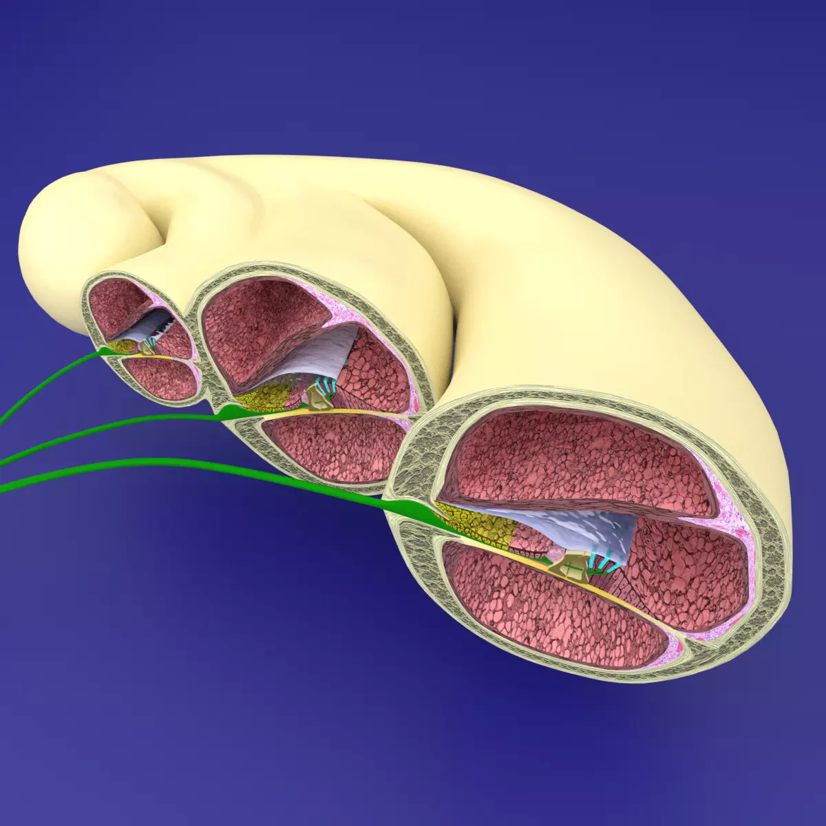 Cochlear duct organ of corti inner ear 3D model_0