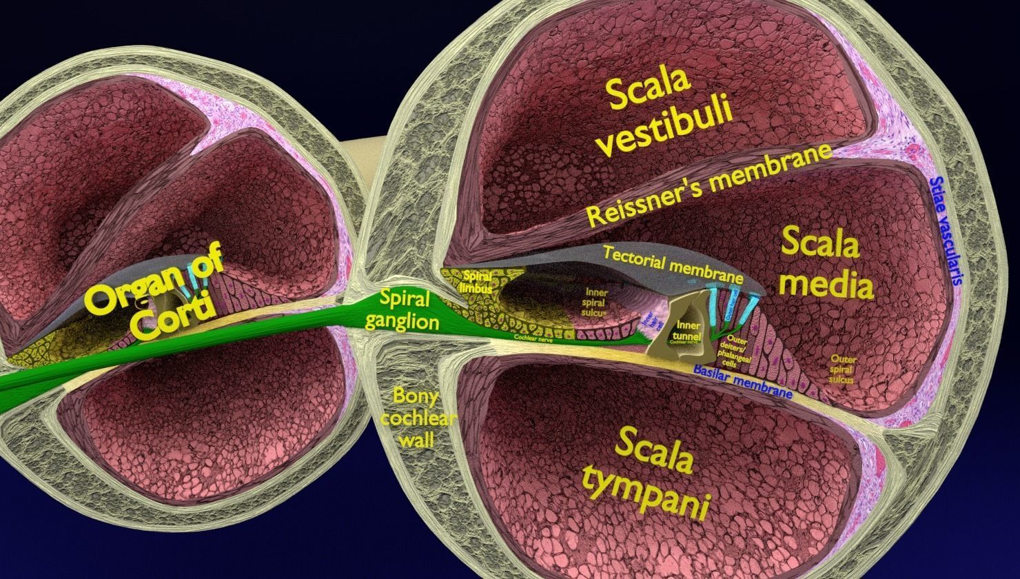 Cochlear duct organ of corti inner ear 3D model_16