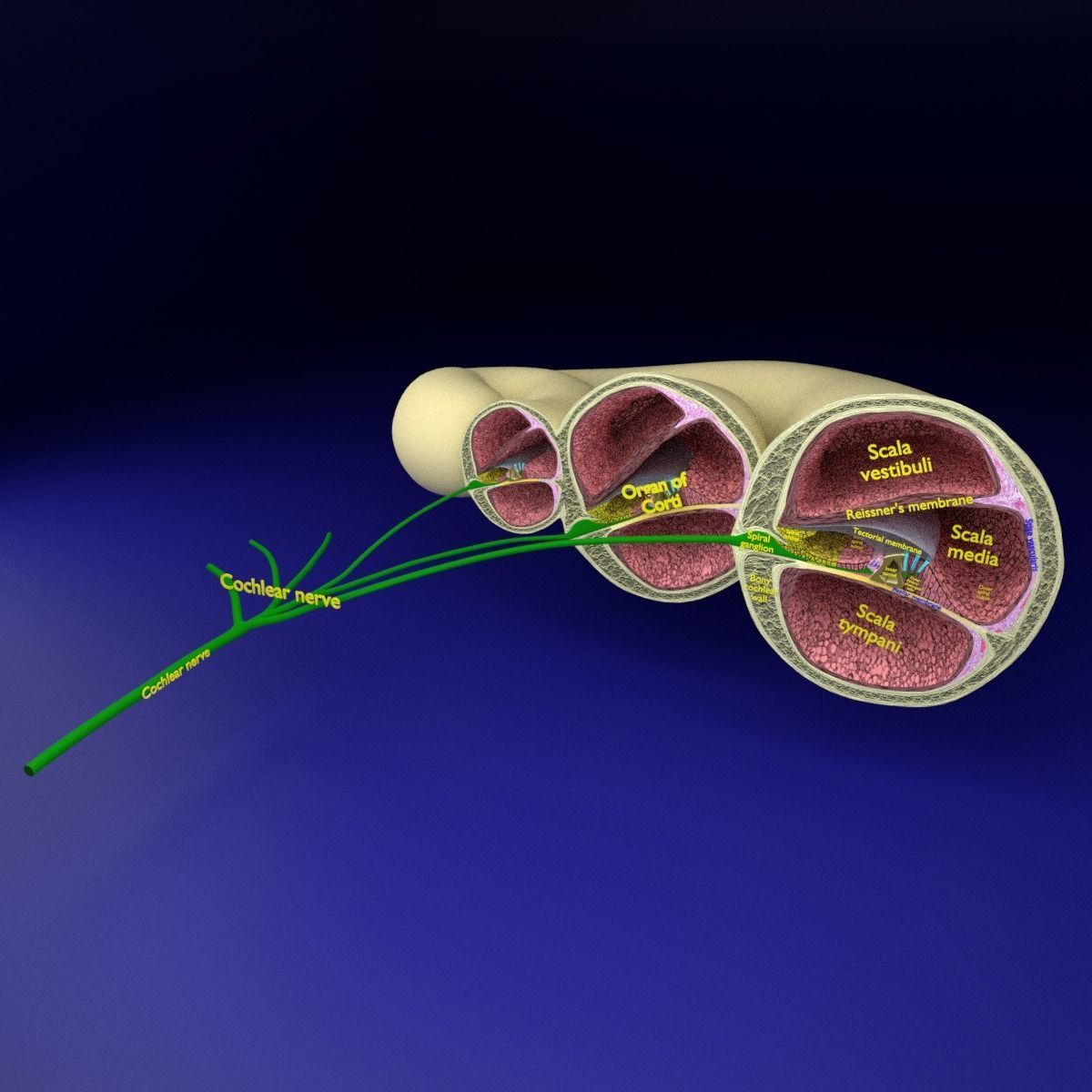 Cochlear duct organ of corti inner ear 3D model_3