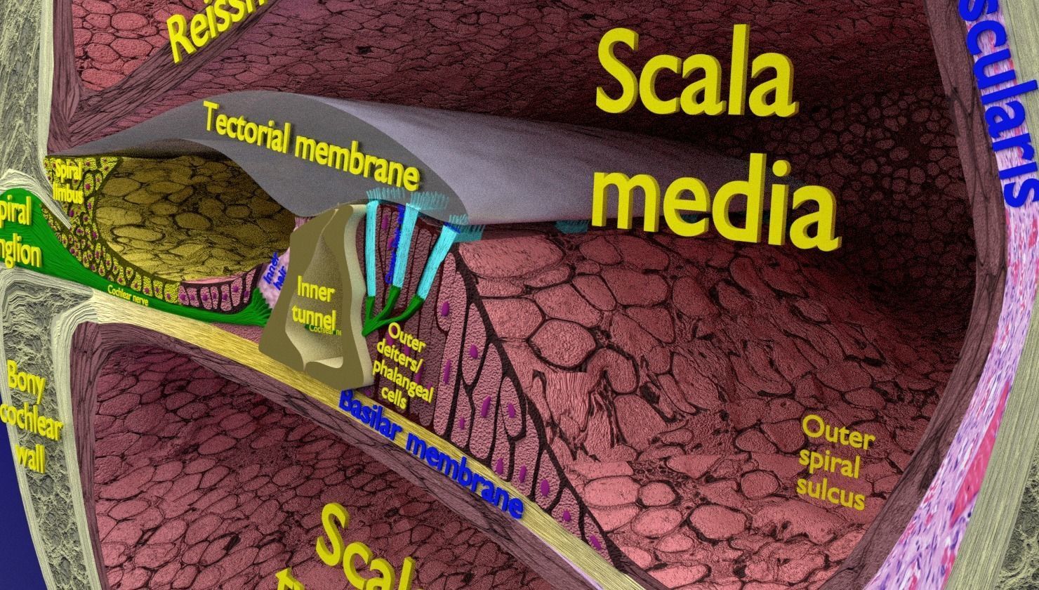 Cochlear duct organ of corti inner ear 3D model_9