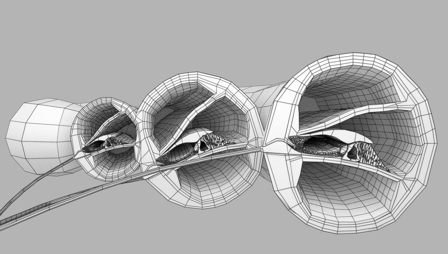 Cochlear duct organ of corti inner ear 3D model_26