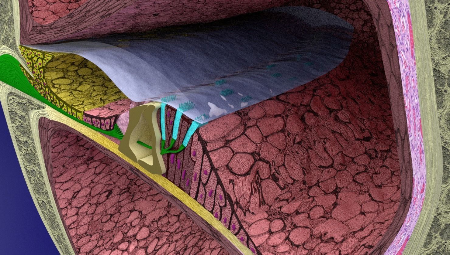 Cochlear duct organ of corti inner ear 3D model_10