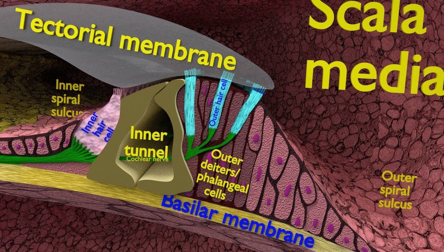 Cochlear duct organ of corti inner ear 3D model_6