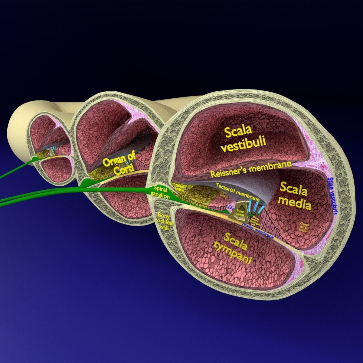 Cochlear duct organ of corti inner ear 3D model_12