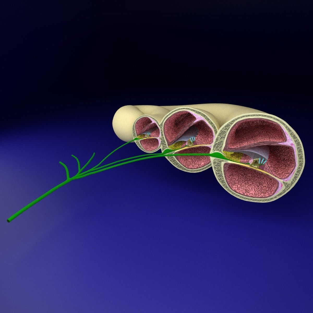 Cochlear duct organ of corti inner ear 3D model_4