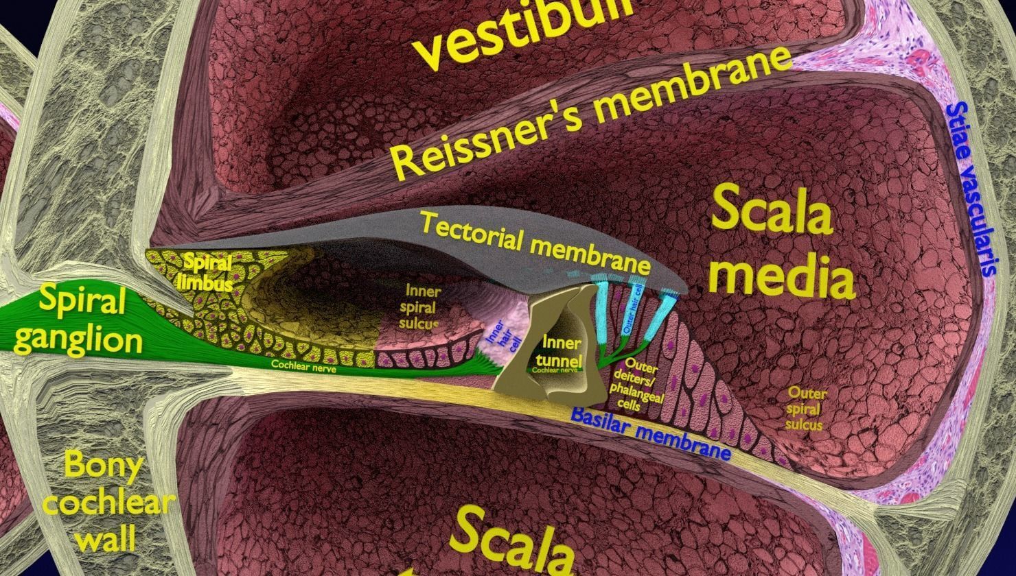 Cochlear duct organ of corti inner ear 3D model_17