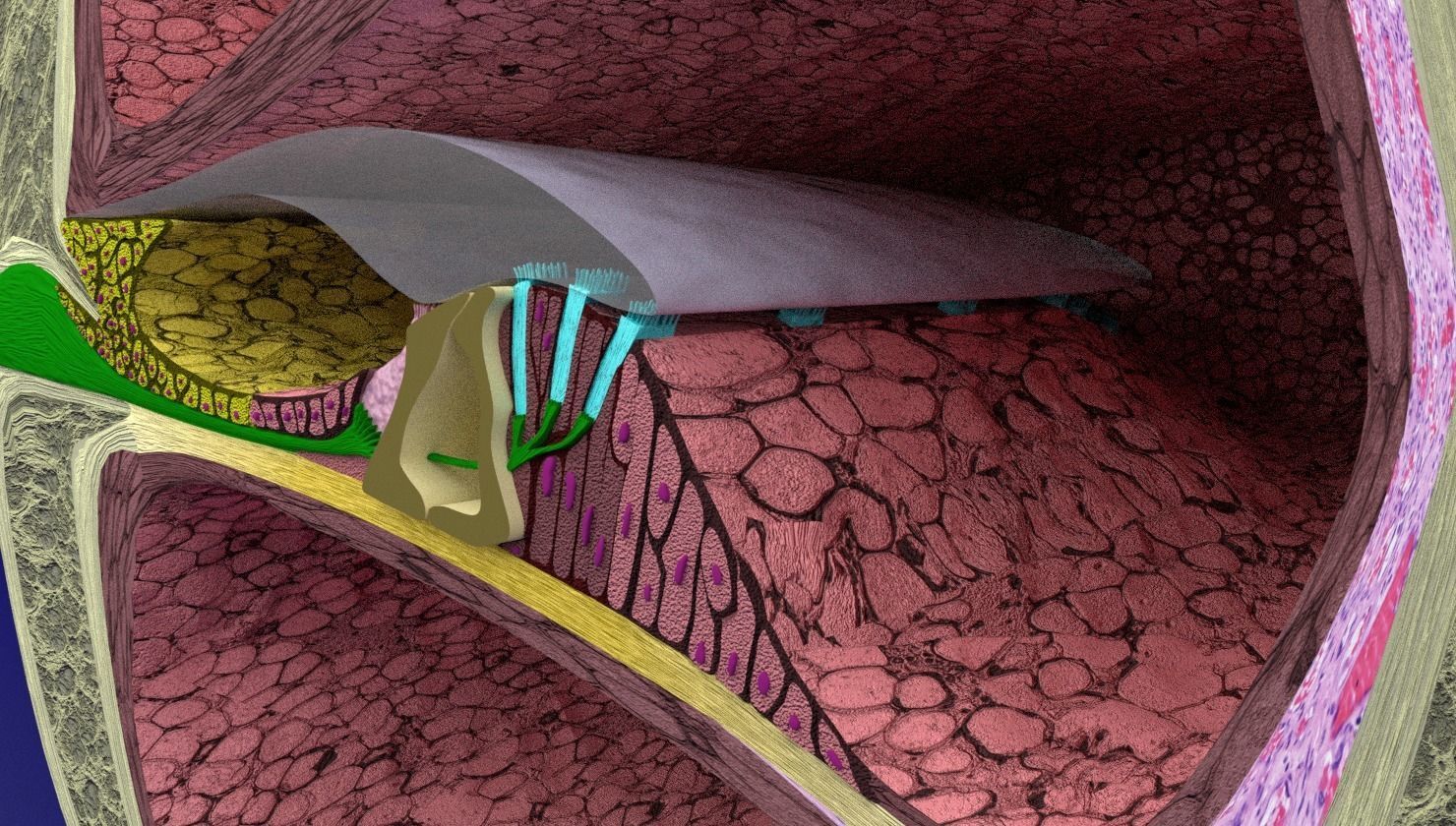 Cochlear duct organ of corti inner ear 3D model_8